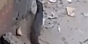 شئون البيئة بالفيوم تحسم الجدل: الحيوان المتداول في الصور هو النمس المصري ولا يشكل خطرًا