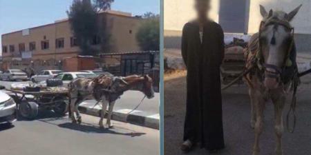 ضبط سائق عربة «كارو» عطل الحركة المرورية أمام مستشفى في شمال سيناء