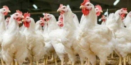 انخفاض جديد يضرب أسعار الفراخ البيضاء اليوم السبت.. مفاجأة في بورصة الدواجن