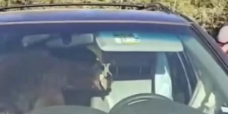 دب محاصر يطلق بوق السيارة طوال الليل