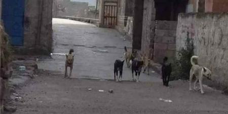 عشرات الإصابات بـ داء الكلب في إب جراء انتشار الكلاب الضالة والأمصال لمن استطاع إليها سبيلا !
