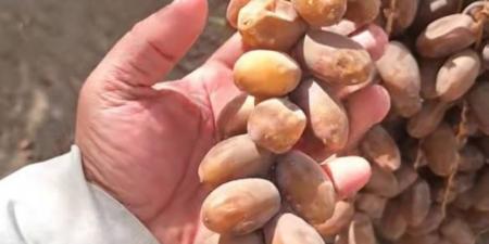 حرارة قياسية تعجل موسم الصرام بالخرمة قبل موعد طباخ التمر