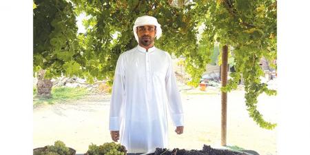 مواطن يحافظ على إرث والده بزراعة العنب الإماراتي