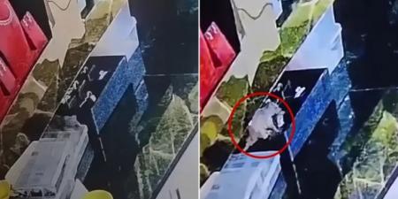 فأر يسرق مجوهرات بـ 12 ألف دولار في الهند