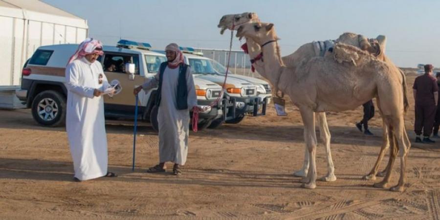 300 جائزة ضمن مهرجان جادة الإبل في الطائف