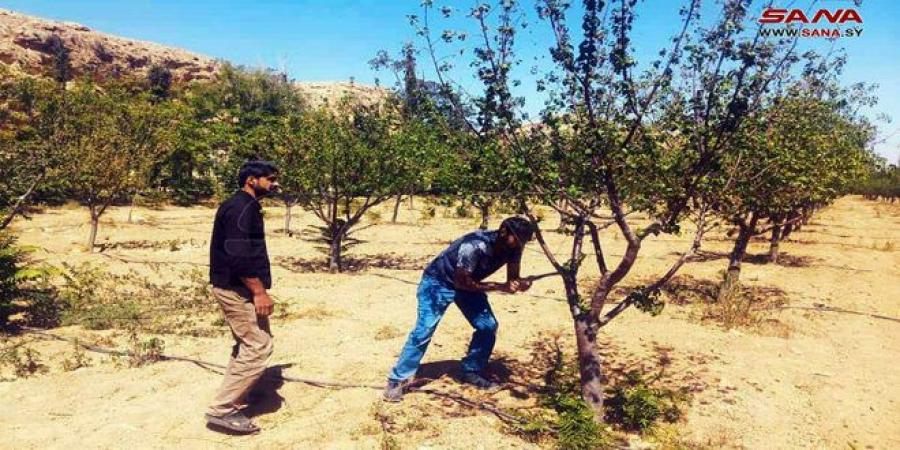 حقل أمات أشجار المحلب بريف دمشق ينتج 72 كيلوغراماً من البذار