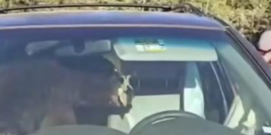 دب محاصر يطلق بوق السيارة طوال الليل