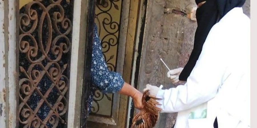 محافظ كفرالشيخ يتابع تحصين أكثر من 153 ألف طائر ضد الأمراض الوبائية