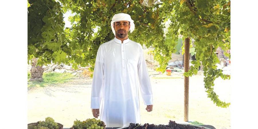 مواطن يحافظ على إرث والده بزراعة العنب الإماراتي