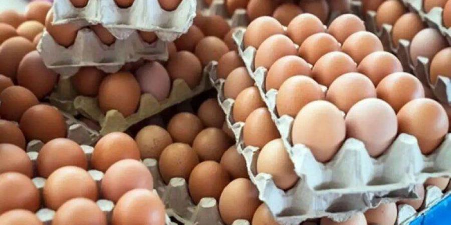 سعر كرتونة البيض اليوم للمستهلك «الأحمر» و «البلدي» بـكام؟