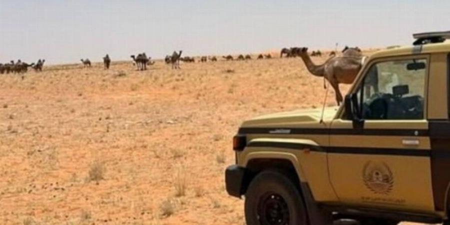 ضبط مخالفة رعي في محمية الإمام تركي بن عبدالله الملكية