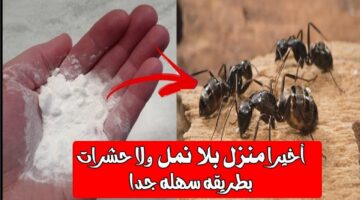 ‘‘برشة واحدة هتخلصى على النمل في بيتك‘‘ أسرع الطرق الطبيعية للقضاء على النمل