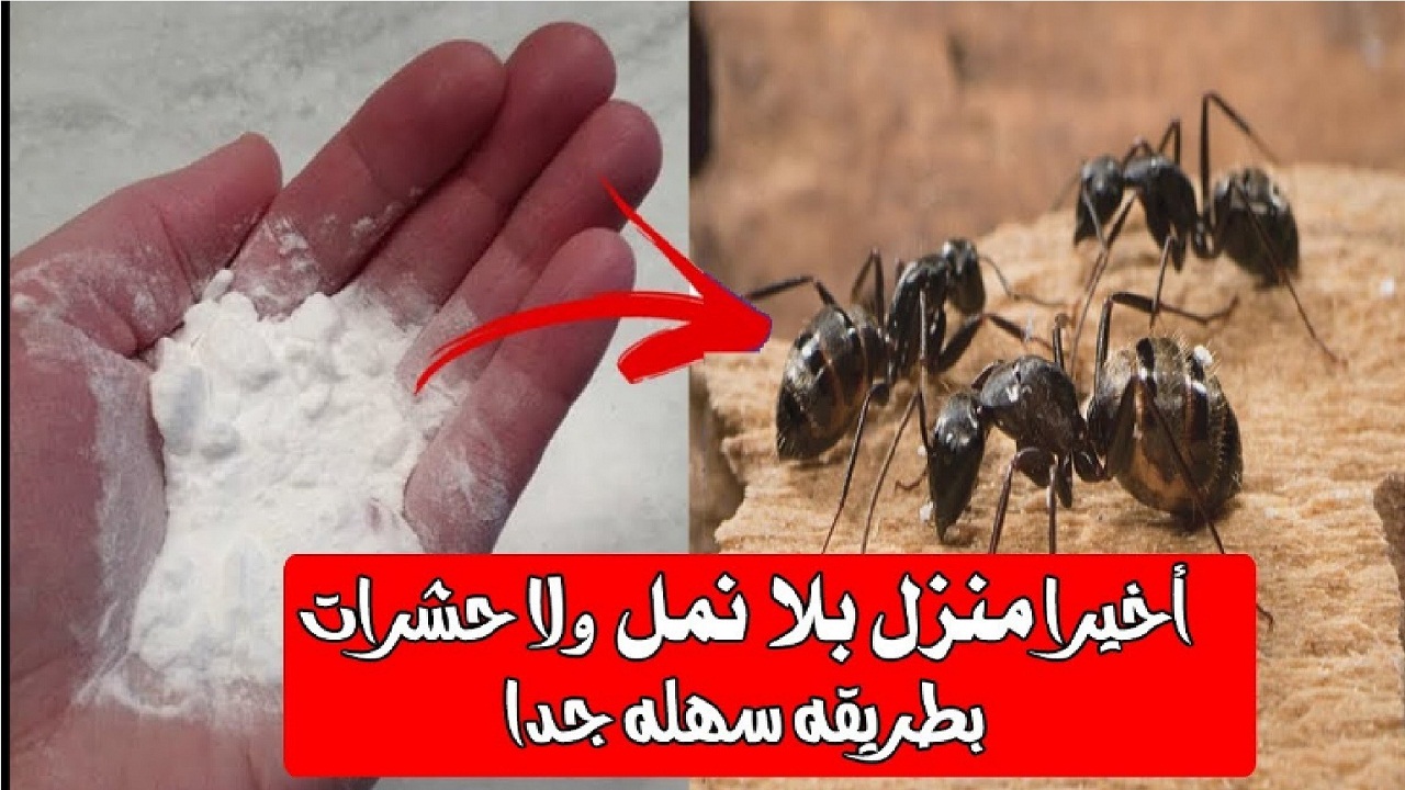 ‘‘برشة واحدة هتخلصى على النمل في بيتك‘‘ أسرع الطرق الطبيعية للقضاء على النمل