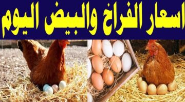 سعر الفراخ اليوم 1 2