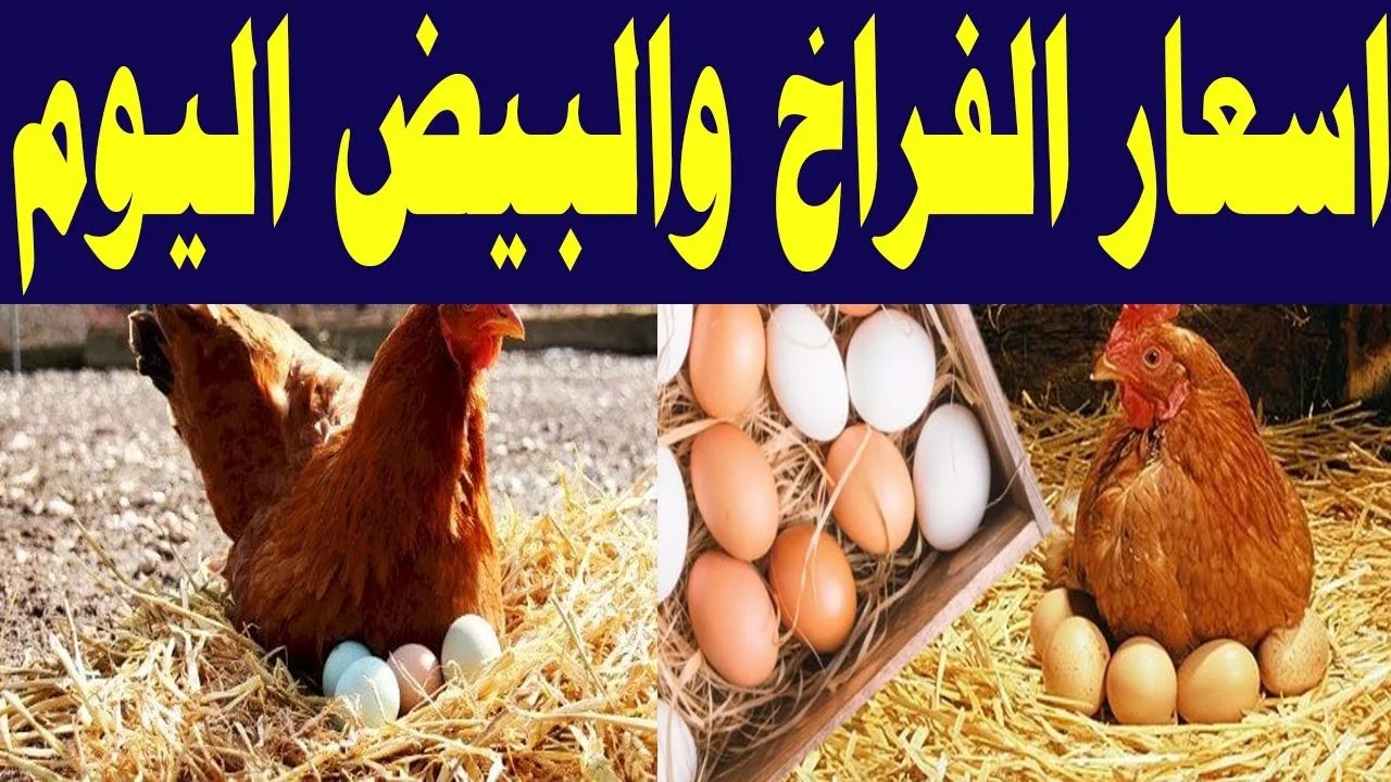 بكام الساسو؟.. أسعار الفراخ والبيض اليوم الأربعاء 29 مايو بالأسواق