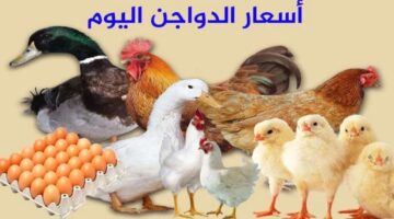 طايرة فالسماء.. ارتفاع جديد في أسعار الفراخ والبيض اليوم الأربعاء 15 مايو بالأسواق