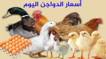 شوف الفرخة بكام انهاردة.. أسعار الفراخ والبيض اليوم الجمعة 10 مايو بالأسواق