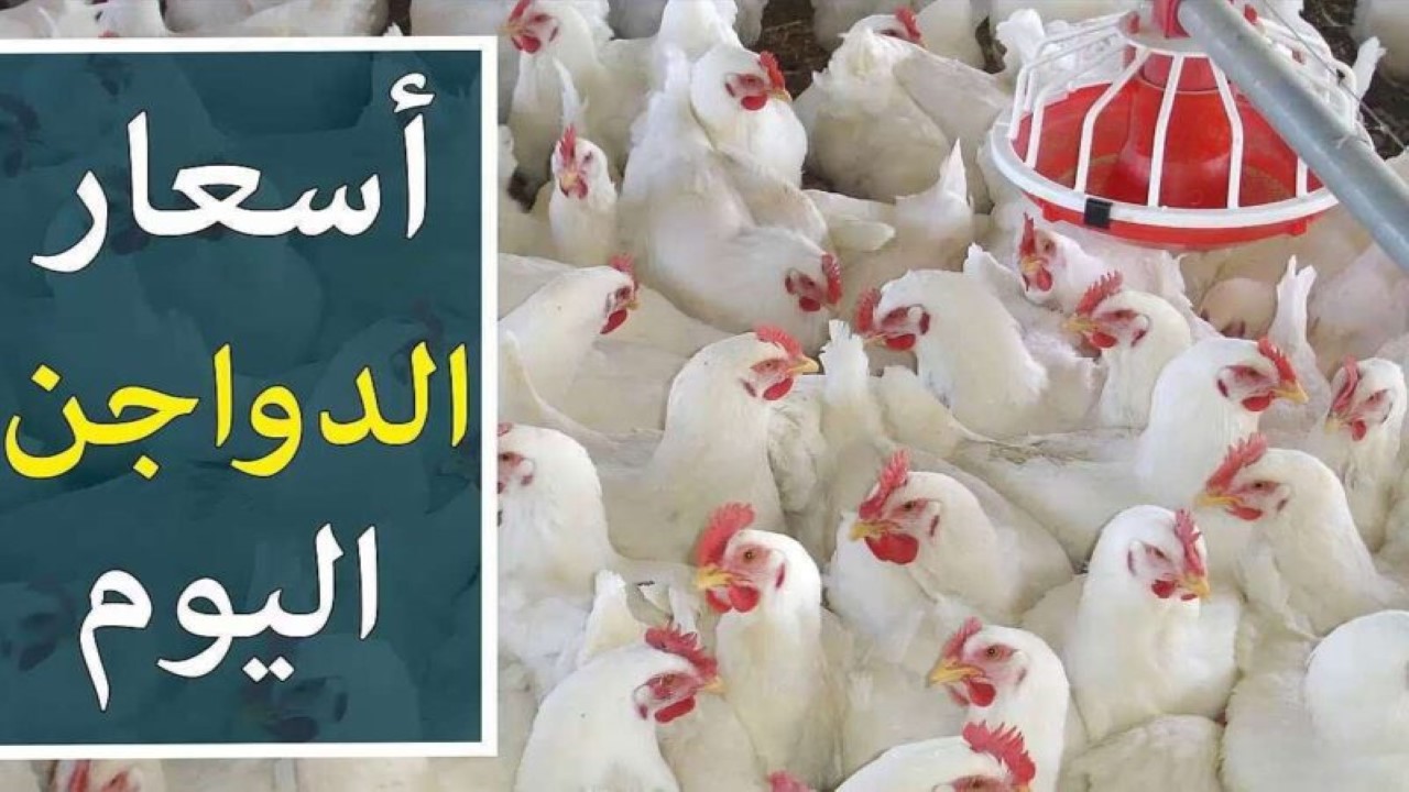 كيلو البانية بكام؟.. أسعار الفراخ والبيض اليوم اليوم الجمعة 31 مايو بالأسواق