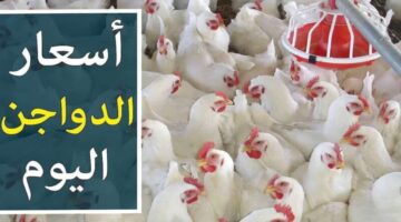 البيضاء رفعت جنيه والساسو 3 جنيه.. أسعار الفراخ والبيض اليوم الثلاثاء 21 مايو بالأسواق