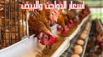 أسعار الدواجن اليوم