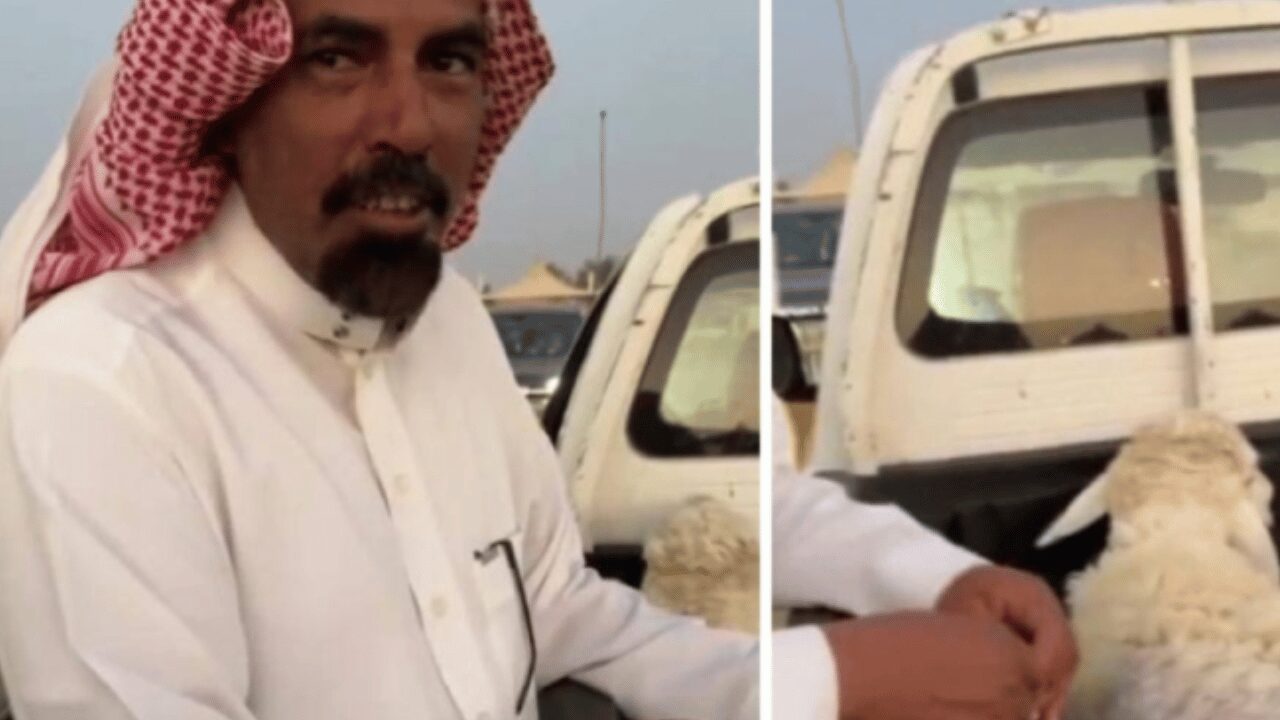 نزول حاد في اسعار الاغنام بإنتهاء عيد الاضحي بالسعودية