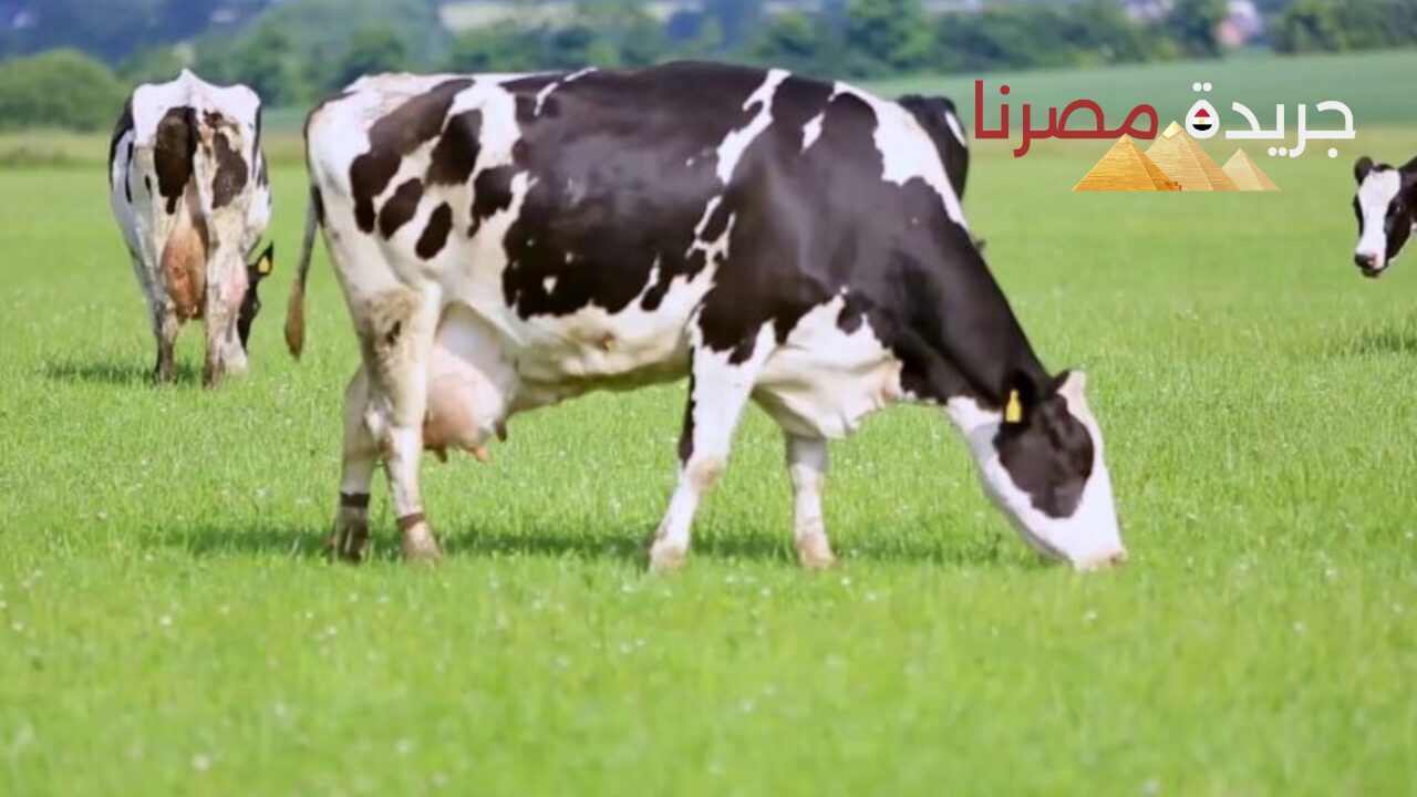 عاجل اسعر كيلو العجول البقري اليوم.. سعر أضحية العيد 