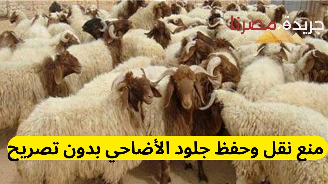 الطب البيطري  يحذر .. منع نقل وحفظ جلود الأضاحي بدون تصريح