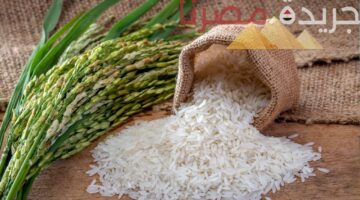 تعرف على أسعار الأرز الشعير ذو الحبة الرفيعة والعريضة في السوق المصرية