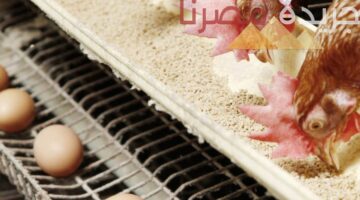 تحديث أسعار الدواجن والبيض في مصر اليوم الأربعاء 24 يوليو 2024