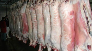 Halal Frozen goat meat mutton chicken and various parts