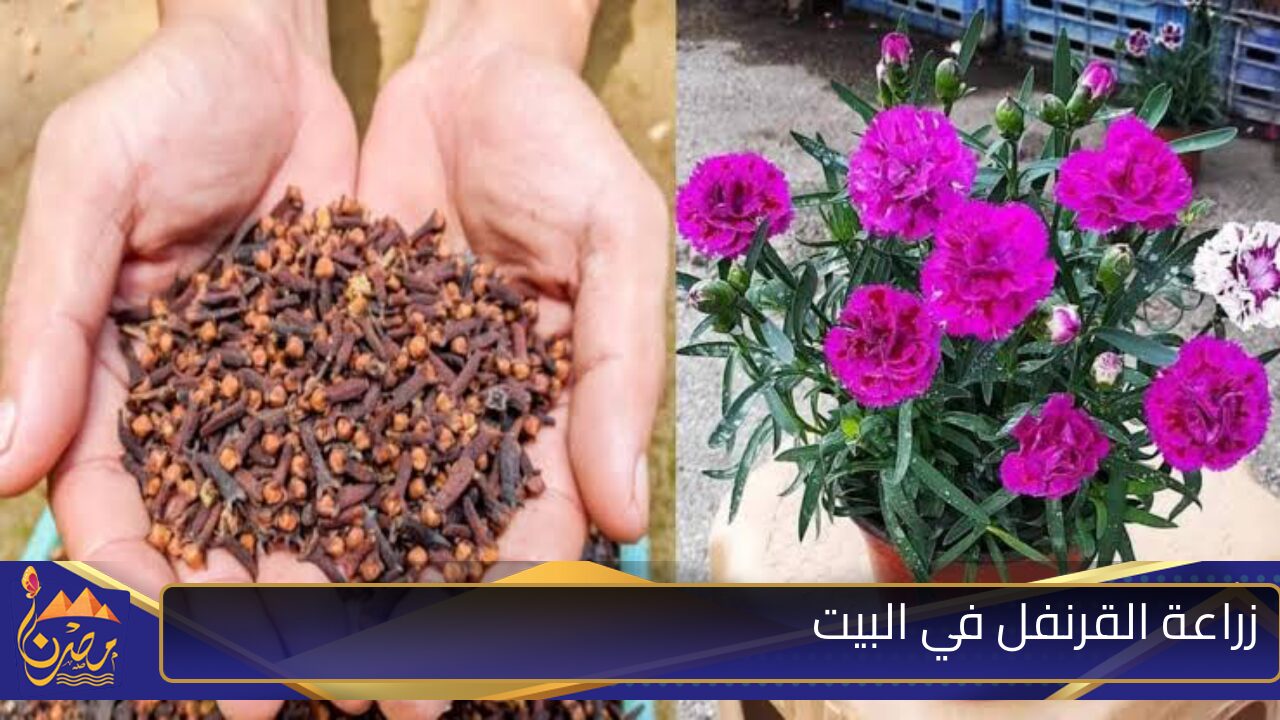 طريقة زراعة القرنفل في البيت بخطوات مضمونة وأبرز نصائح الاعتناء به