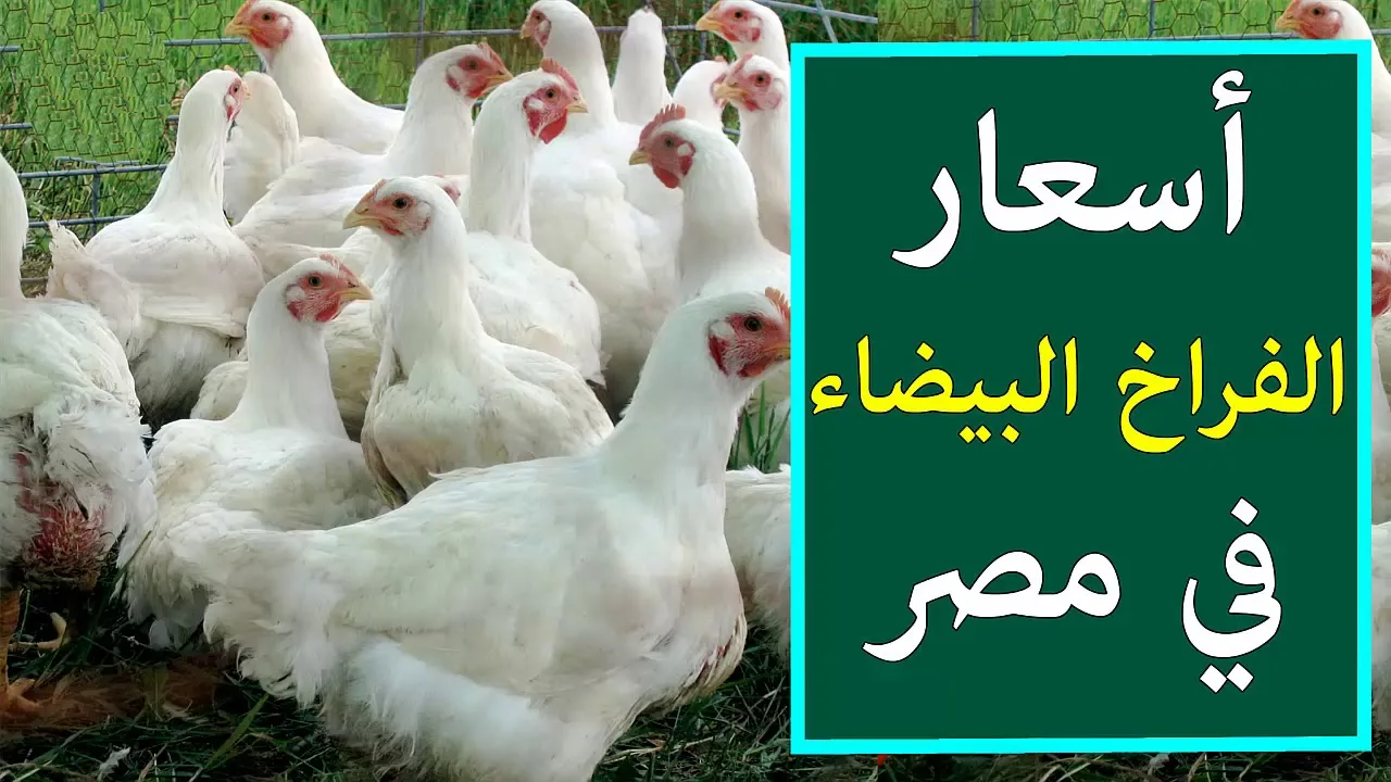 “الكتكوت وصل كــام”؟؟.. سعـر الفراخ البيضاء وكرتونة البيض في بورصة الدواجن اليوم الخميس 17 أكتوبر 2024.. “املى الفريزر”