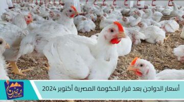 أسعار الدواجن بعد قرار الحكومة المصرية أكتوبر 2024