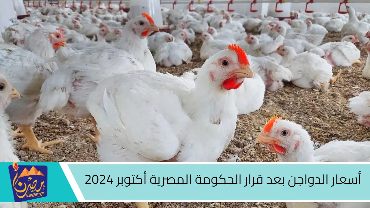 هبوط سعر الكتكوت.. أسعار الدواجن بعد قرار الحكومة المصرية أكتوبر 2024