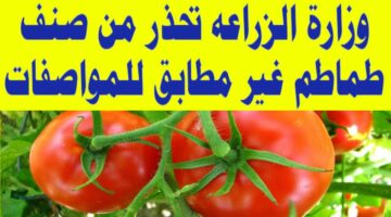 اضرار شراء هذا النوع من الطماطم