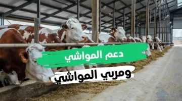 التسجيل في دعم المواشي