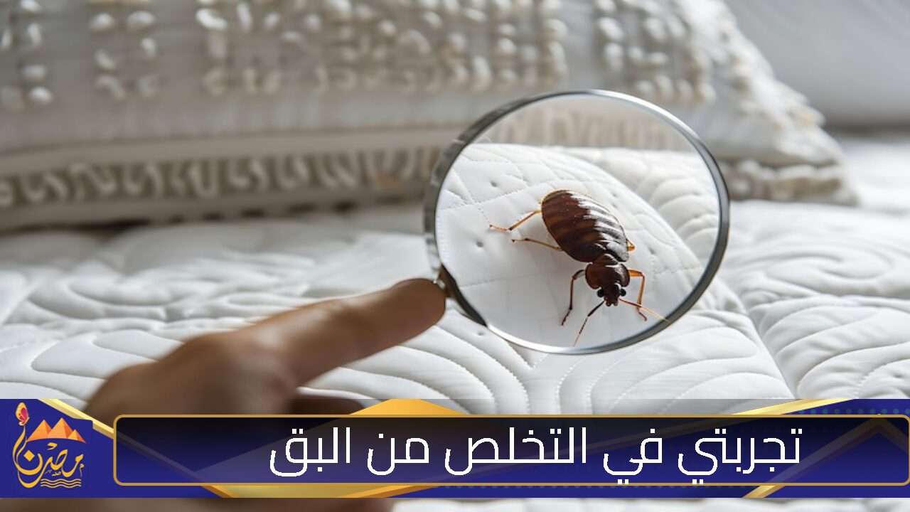 ما هي تجربتي في التخلص من البق؟ إليكم الحلول الطبيعية التي نجحت معي