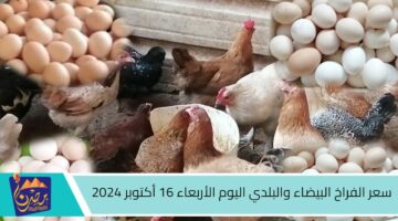 سعر الفراخ البيضاء والبلدي اليوم الأربعاء 16 أكتوبر 2024