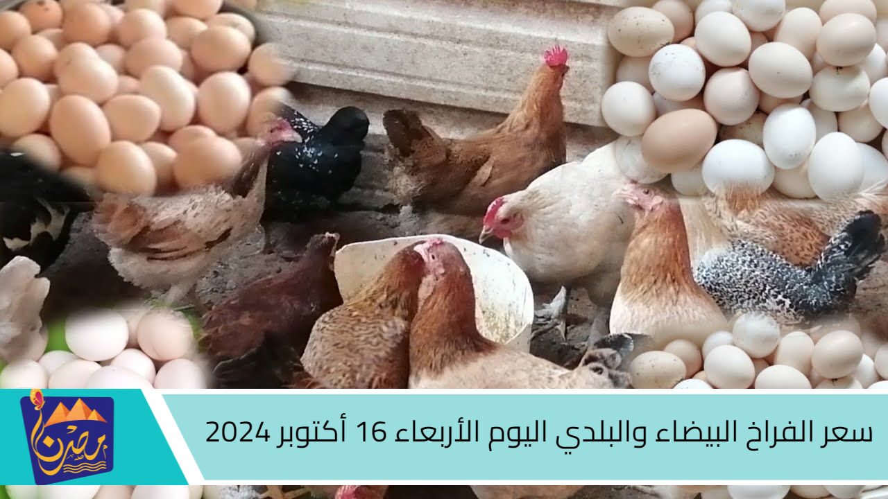 كيلو الفراخ بكام بعد الإنخفاض؟.. سعر الفراخ البيضاء والبلدي اليوم الأربعاء 16 أكتوبر 2024.. كرتونة يسجل هذا الرقم