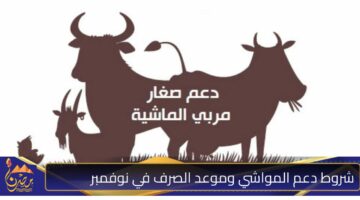 شروط دعم المواشي وموعد الصرف في نوفمبر