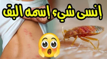 طريقة التخلص من البق