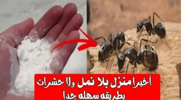 طريقة التخلص من النمل