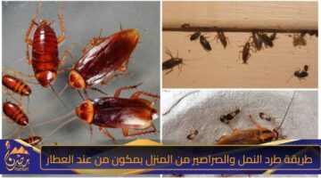 طريقة طرد النمل والصراصير من المنزل بمكون من عند العطار