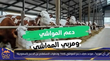 في أي موعد . موعد صرف دعم المواشي 1446 وخطوات الاستعلام عن الدعم بالسعودية