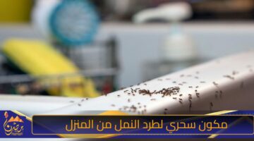 مكون سحري لطرد النمل من المنزل