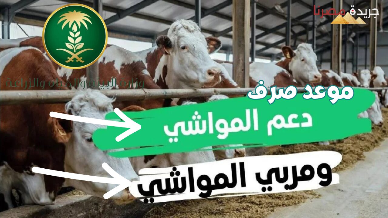 موعد صرف دعم المواشي شهر أكتوبر 1446 وأهم الشروط للتقديم