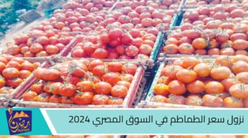 نزول سعر الطماطم في السوق المصري 2024