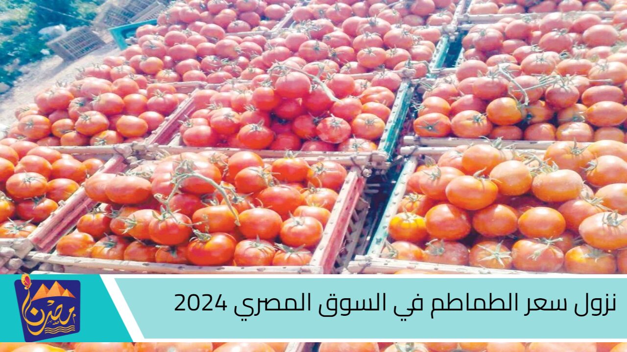 الحقوا المجنونة بترخص.. نزول سعر الطماطم في السوق المصري 2024