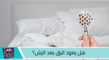 هل يعود البق بعد الرش؟