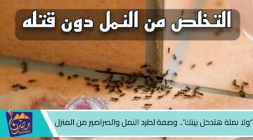 ولا نملة هتدخل بيتك . وصفة لطرد النمل والصراصير من المنزل